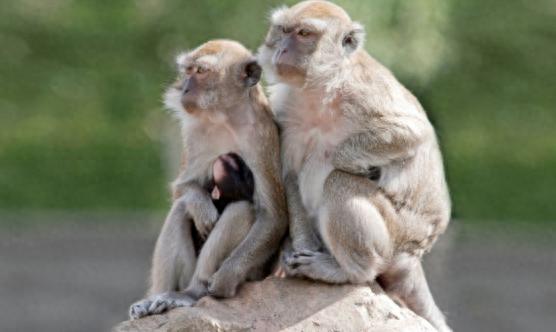 配资知识股 我国禁止出口实验猴, 美国药企慌了, 原来这个领域也被我国卡脖子