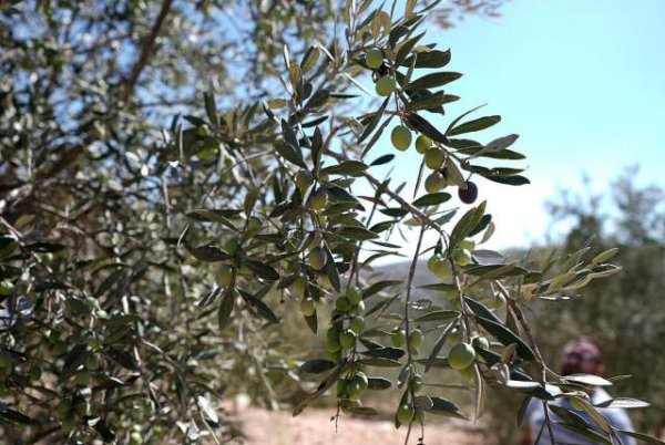 配资知识股 以军大面积铲除巴勒斯坦村庄橄榄树 强调此举非集体惩罚